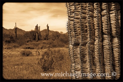 "saguaro spines"
mcDowell mountain preserve